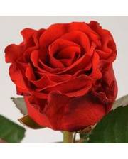 floris роза Эль Торо