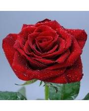 floris роза Гран При