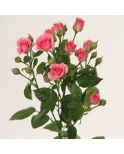 floris роза спрей Грация