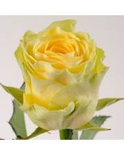 floris роза Илиос