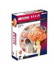 4D Master Мозг человека (26056)