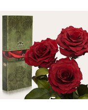 Три долгосвежих розы Багровый Гранат 7 карат (короткий стебель)