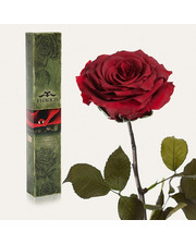  Долгосвежая роза Багровый Гранат 7 карат (средний стебель)