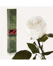  Долгосвежая роза Белый Бриллиант 5 карат (средний стебель)