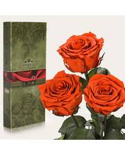  Три долгосвежих розы Огненный Янтарь 5 карат (короткий стебель)