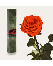  Долгосвежая роза Огненный Янтарь 7 карат (короткий стебель)