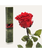 Долгосвежая роза Алый Рубин в подарочной упаковке (не вянут от 6 месяцев до 5 лет) на коротком стебле